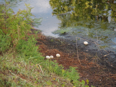 [A view of the base of thehillside. Three eggs are lined up in ground cover at the water's edge. A fourth egg about a foot and a half away from the line sits at the water's edge.]